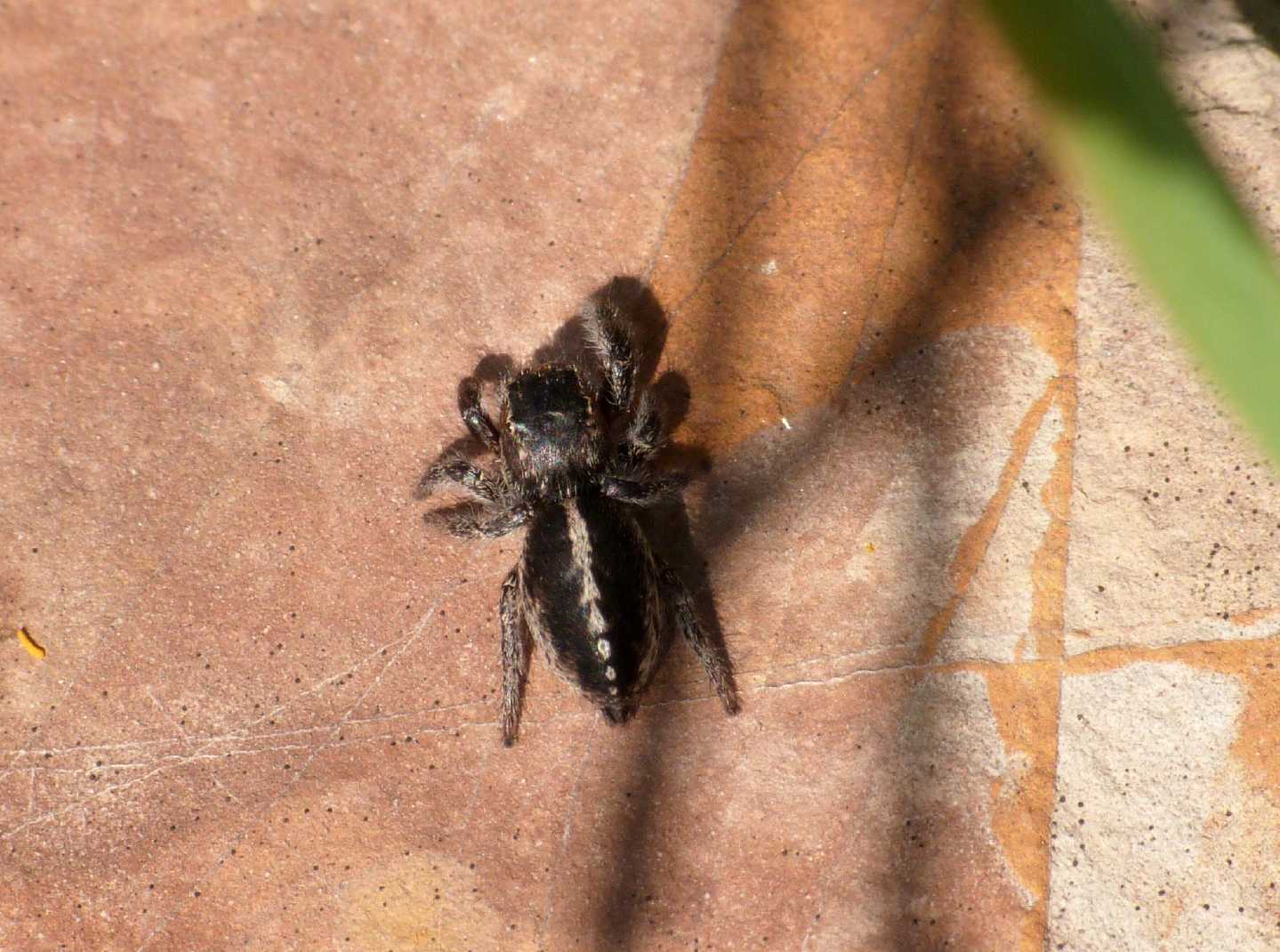 Pellenes sp.